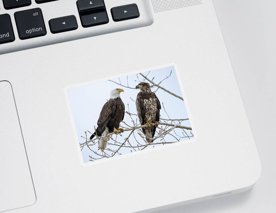 Bald Eagles Sticker featuring the photograph Bald Eagles on Branch by Wesley Aston