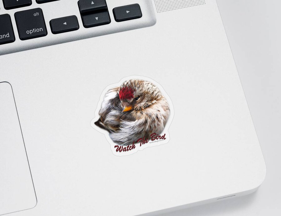 Bird Sticker featuring the photograph Ball of Feathers by Christina Rollo