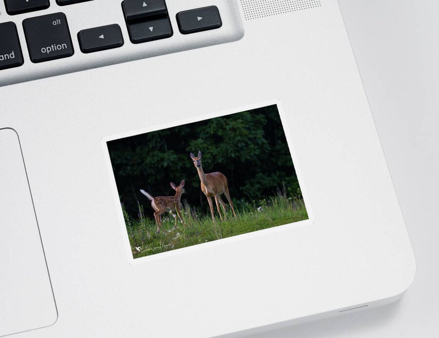 Nature Sticker featuring the photograph Bambi and Mama by Linda Shannon Morgan