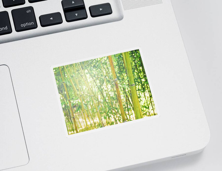 Bamboo Sticker featuring the photograph Bamboo Forest by Marianne Campolongo