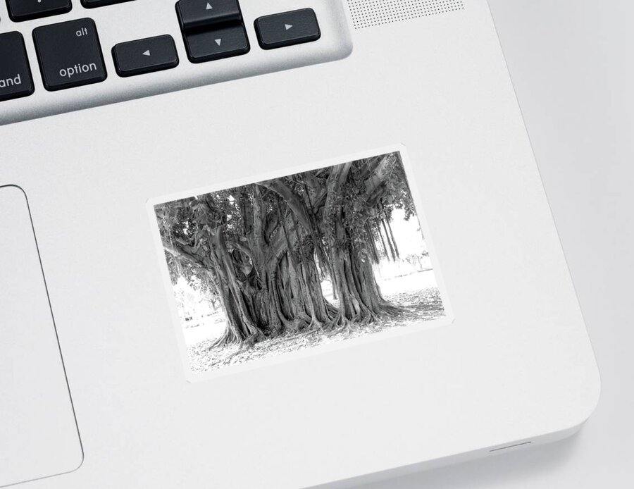 America Sticker featuring the photograph Banyan Tree in St Pete by James C Richardson