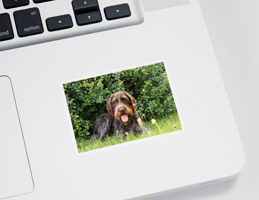 Dog Sticker featuring the photograph Barbu tcheque typical for czech republic lying in shadow during hot summer days. Female dog with tongue out is looking at camera. Outdoor activities. Tired after hunting. Happy expression by Vaclav Sonnek