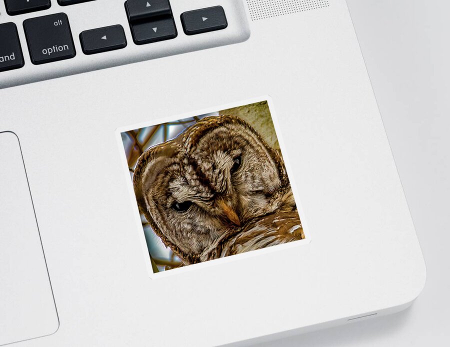 Animals Sticker featuring the photograph Barred Owl closeup by Brian Shoemaker