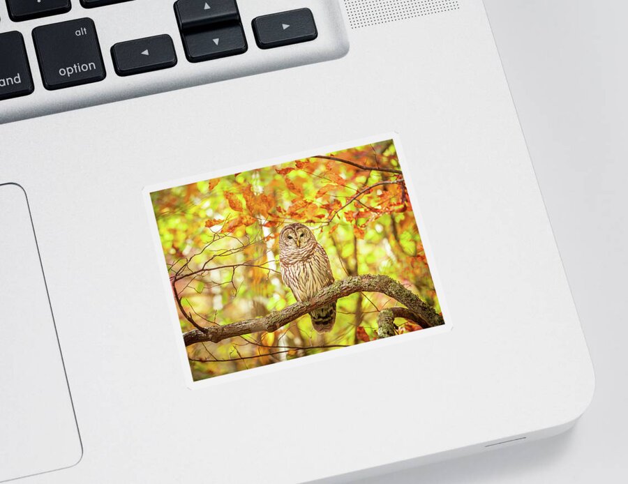 Barred Owl Sticker featuring the photograph Barred Owl In Autumn Natchez Trace MS by Jordan Hill