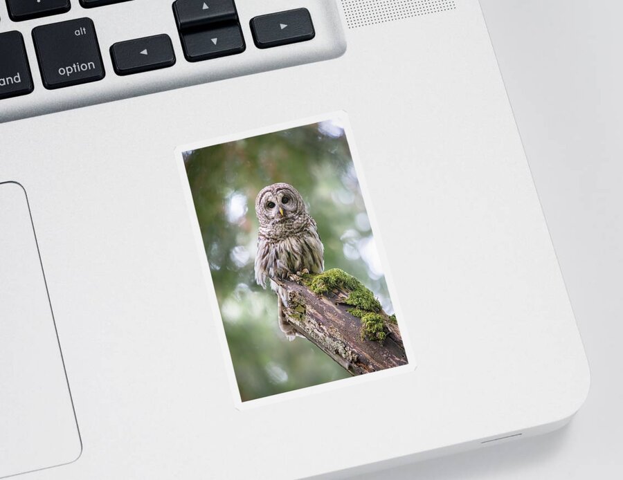 Barred Owl Sticker featuring the photograph Barred Owl Stare by Michael Rauwolf