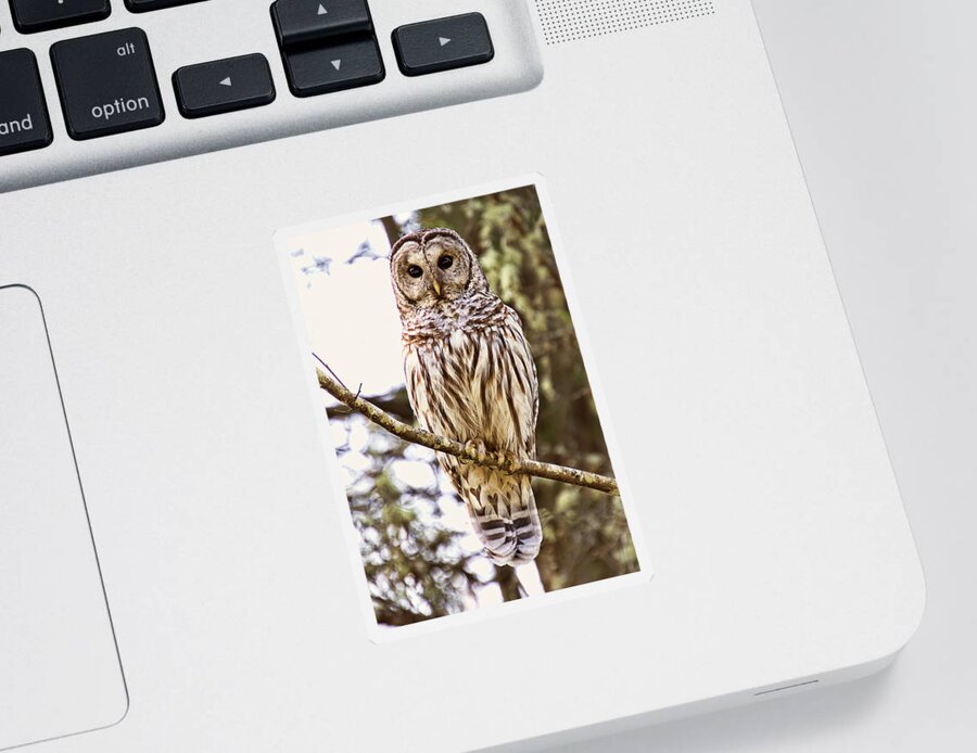 Barred Owl Sticker featuring the photograph Barred Owl Stare by Peggy Collins
