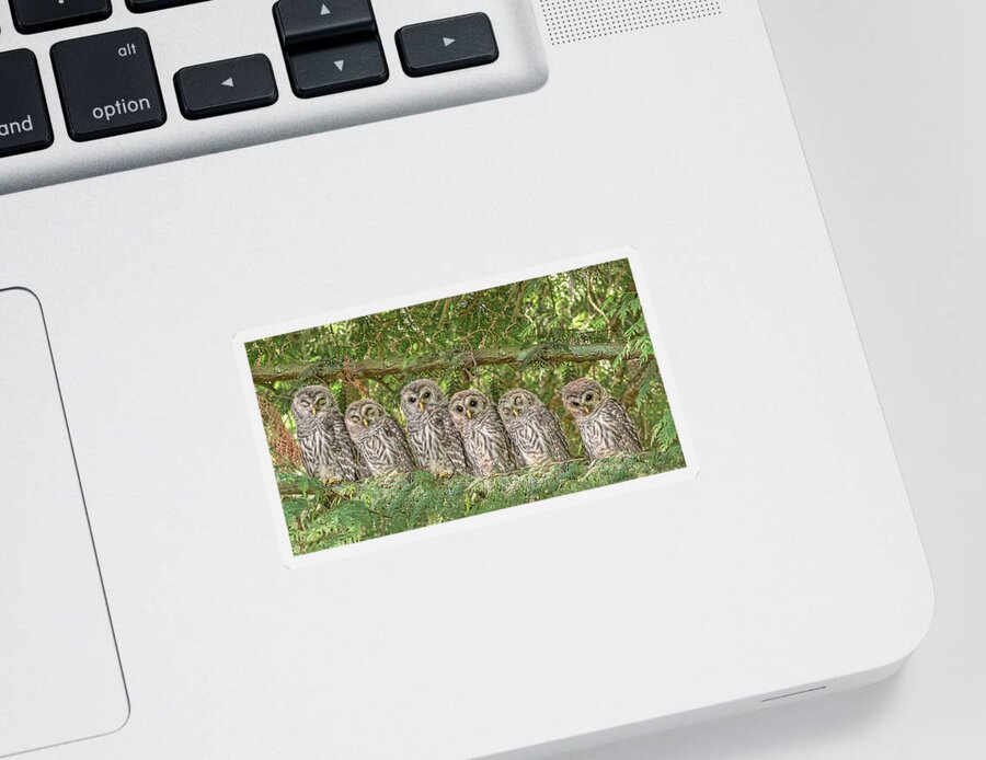 Owl Sticker featuring the photograph Barred Owlets Nursery by Jennie Marie Schell