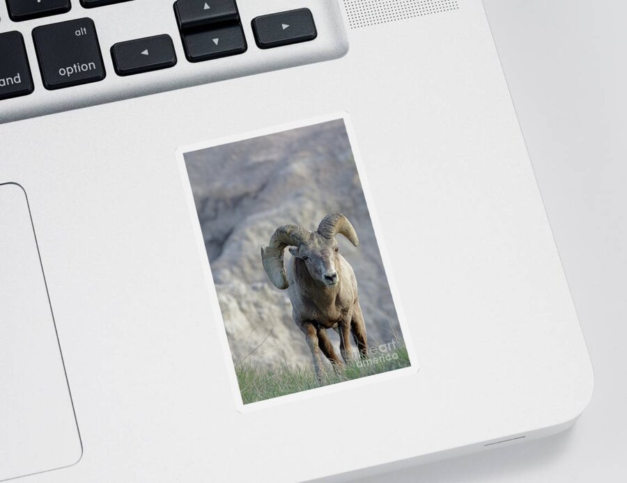Bighorn Sheep Sticker featuring the photograph Battle Ram by Natural Focal Point Photography