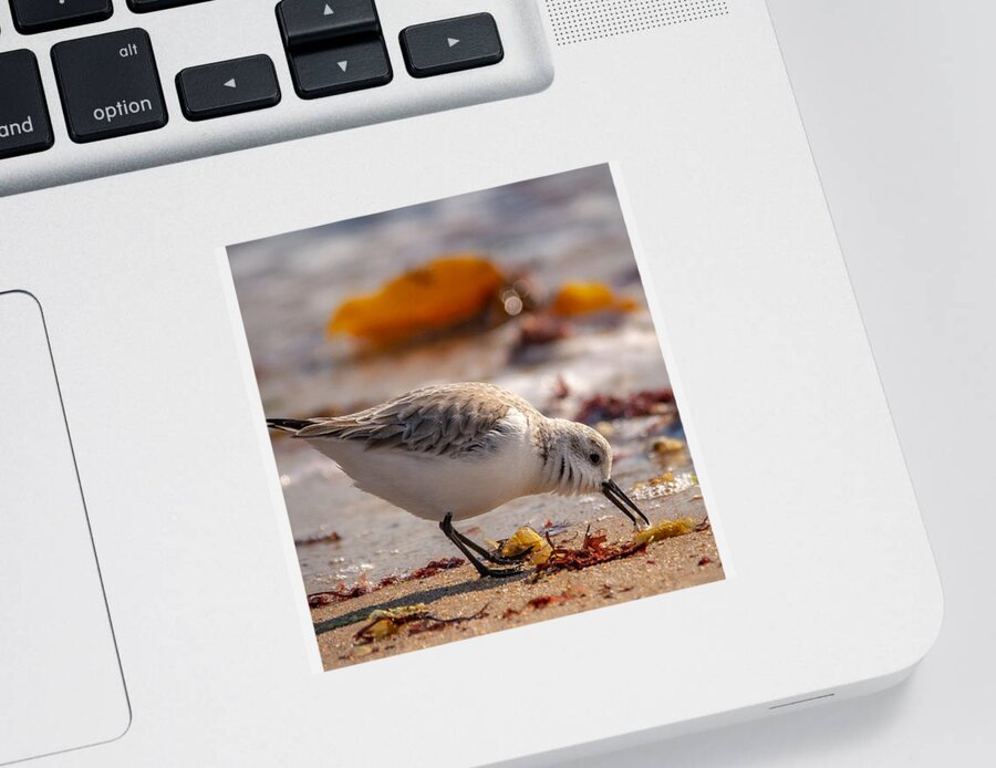 Shore Bird Sticker featuring the photograph Beach Salad by Linda Bonaccorsi