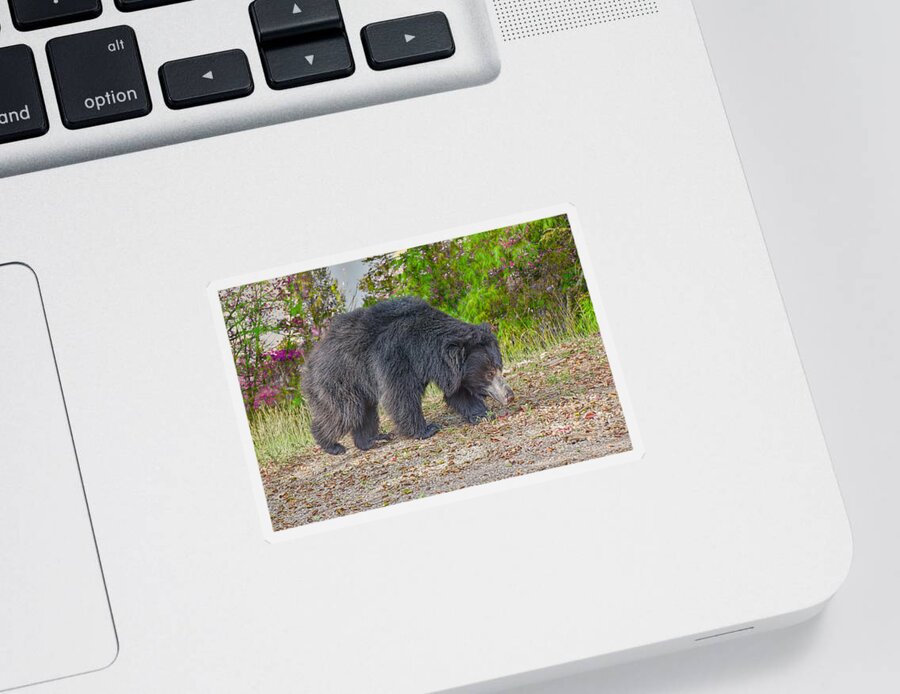 Animals Sticker featuring the photograph Bear on the Hunt by Judy Kay