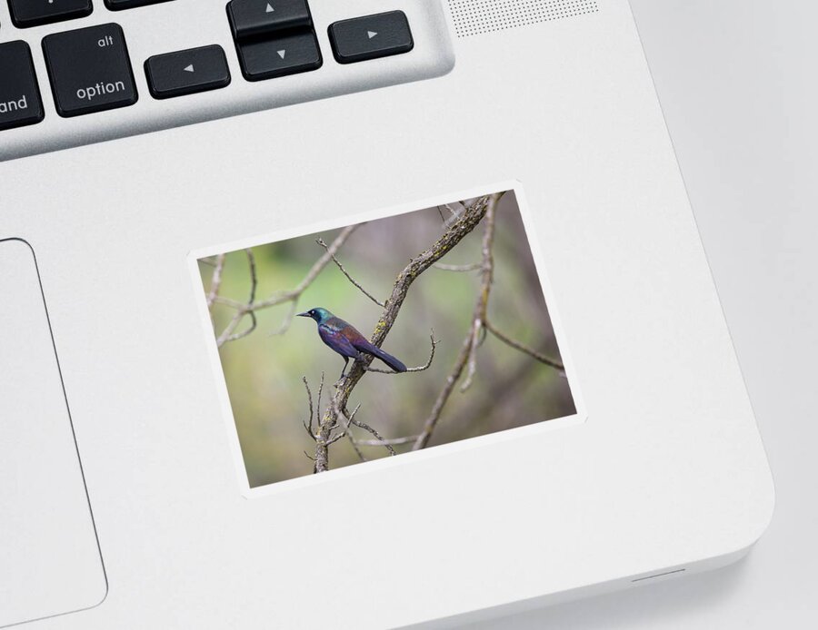 Common Grackle Sticker featuring the photograph Beautiful Common Grackle by Scott Burd