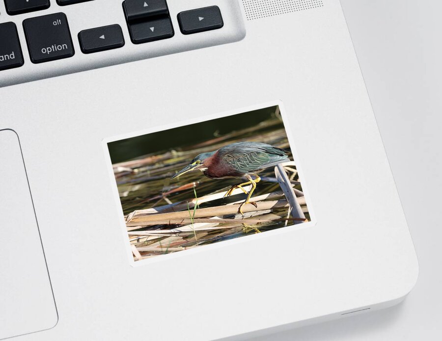 Green Heron Sticker featuring the photograph Beautiful Green, Maroon and Yellow by Mingming Jiang