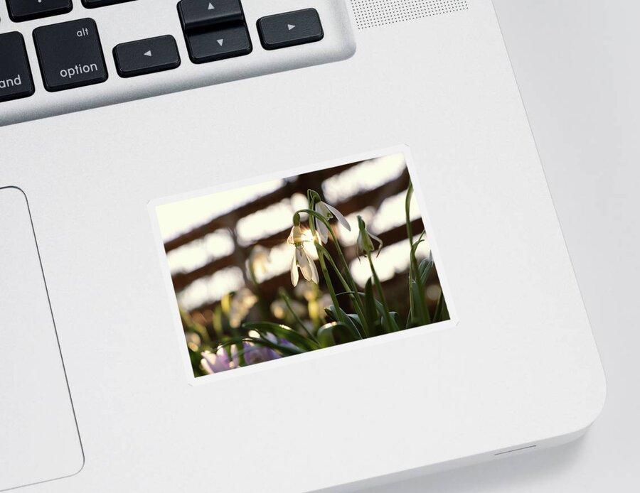 Misty Sticker featuring the photograph White snowdrop in golden hours. by Vaclav Sonnek