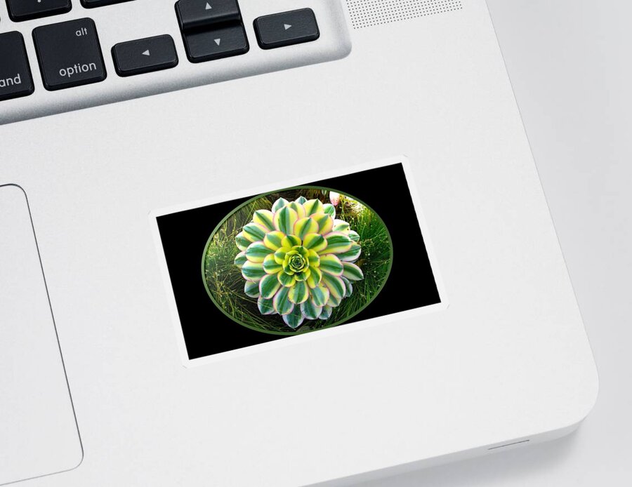 Plant Sticker featuring the photograph Beautiful Succulent by Nancy Ayanna Wyatt