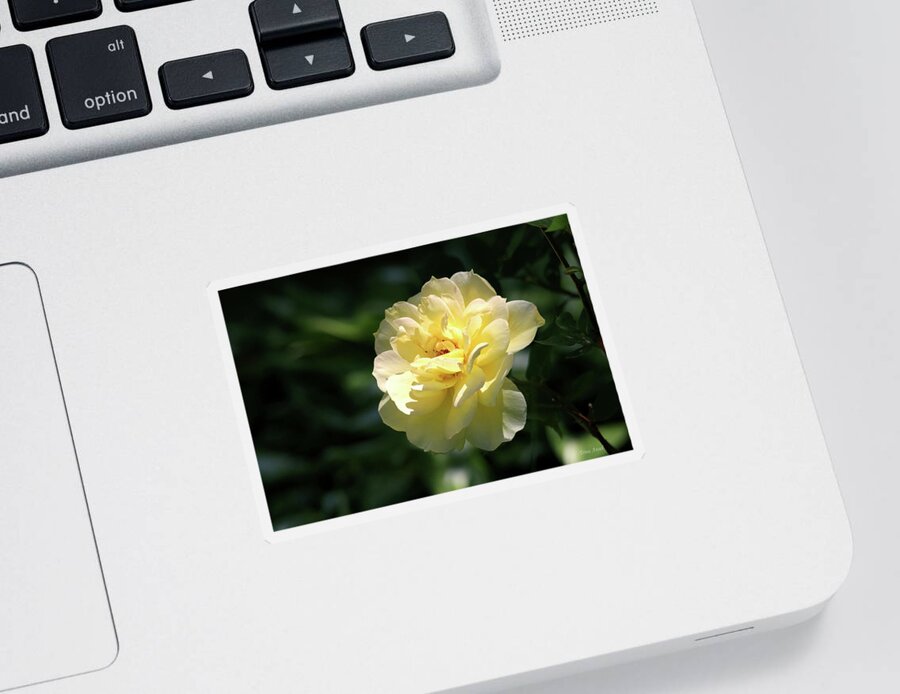 Flowers Sticker featuring the photograph Beautiful Yellow Rose by Trina Ansel
