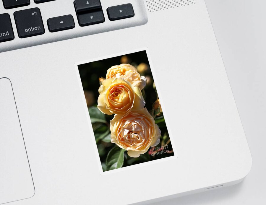 Floribunda Rose Sticker featuring the photograph Beauty Of The Rose by Joy Watson