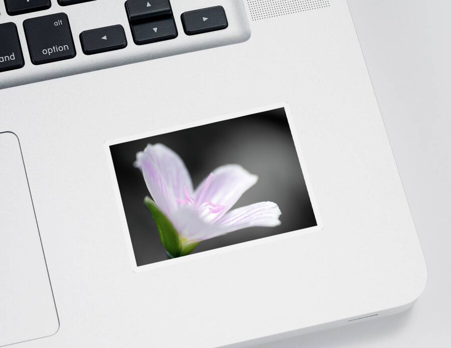 Beauty Of The Spring Sticker featuring the photograph Beauty of the Spring by Dylan Punke