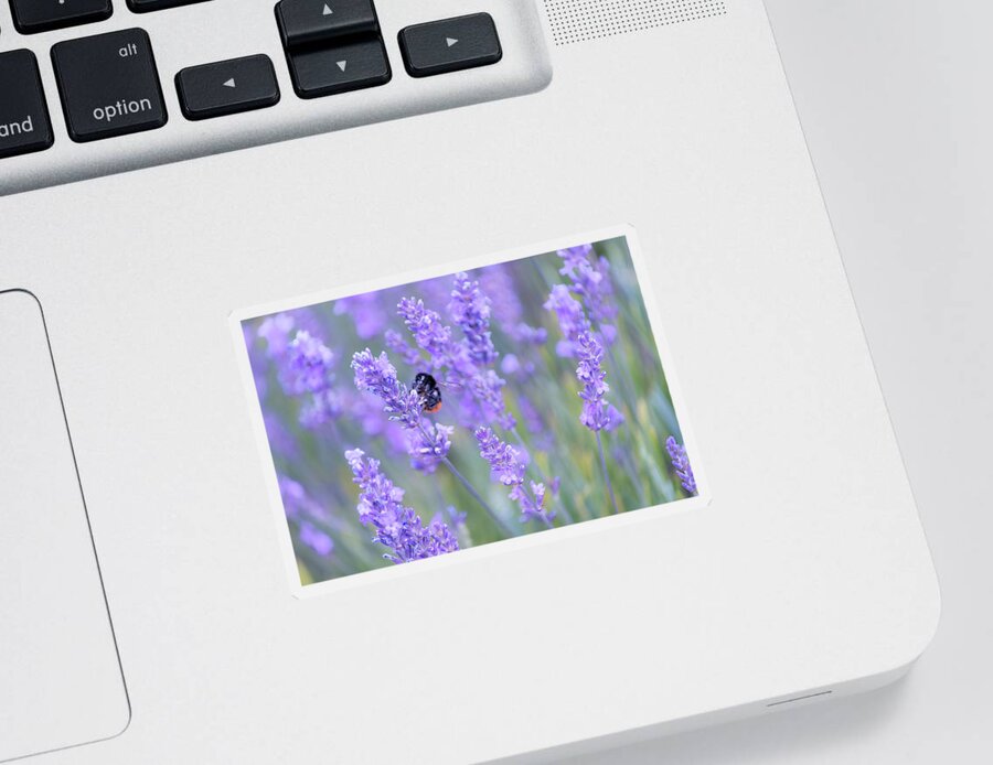 Lavender Sticker featuring the photograph Bee buzzing in the lavender by Andrew Lalchan