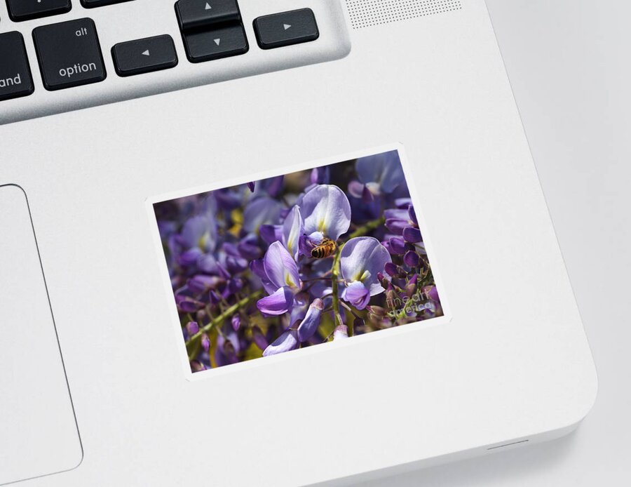 Acanthaceae Sticker featuring the photograph Bee Loving Wisteria Flowers by Joy Watson