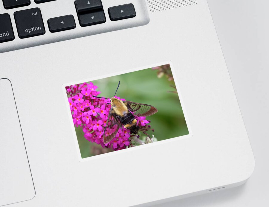 Animals Sticker featuring the photograph Bee Moth on Bush by Charles Floyd
