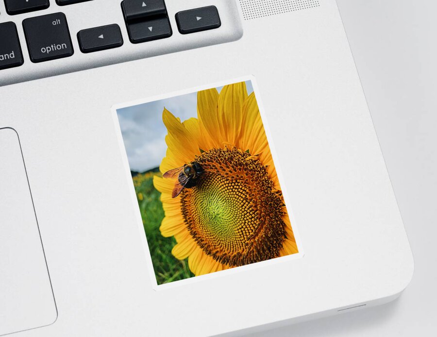 Bee Sticker featuring the photograph Bee on Sunflower by Rick Nelson