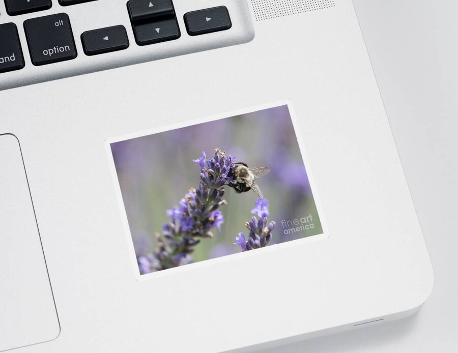 Lavender Sticker featuring the photograph Bee Sideways on Lavender by Lorraine Cosgrove