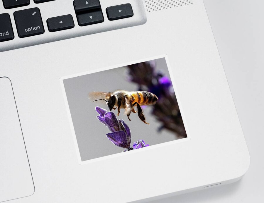 Bees Sticker featuring the photograph Bee the Lavender by Joe Schofield
