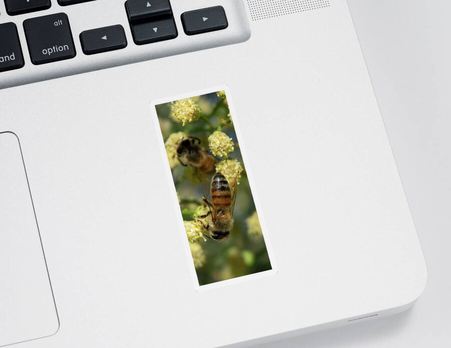 Bee Sticker featuring the photograph Bees on Desert Broom by Bonny Puckett