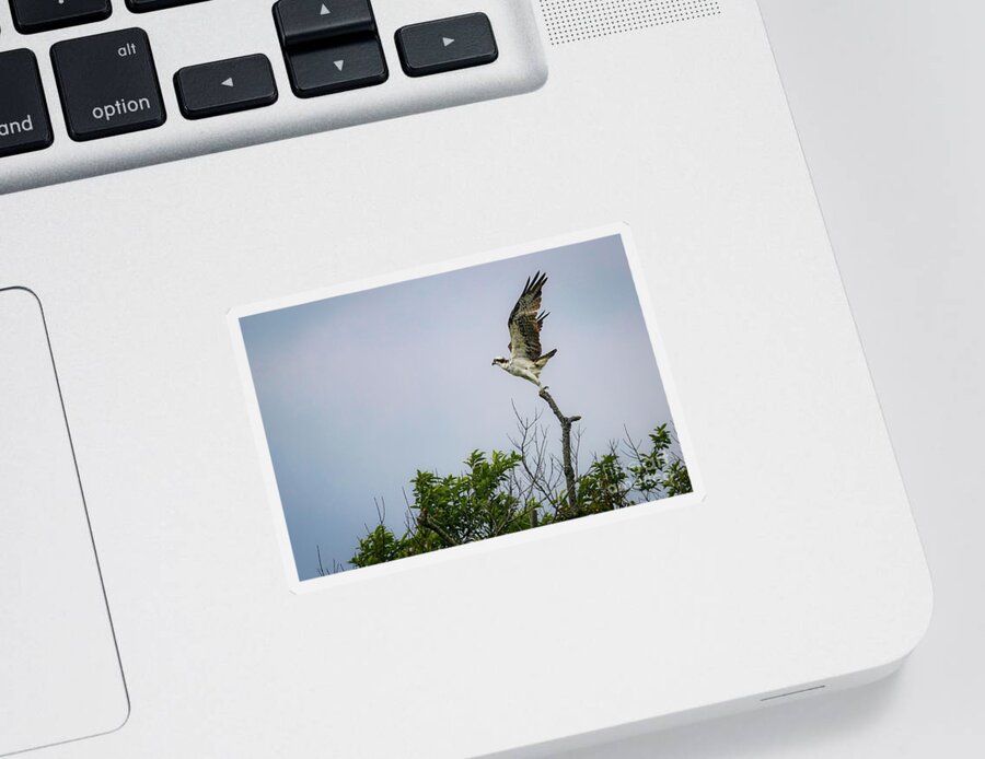 Osprey Sticker featuring the photograph Before the Flight by Alyssa Tumale