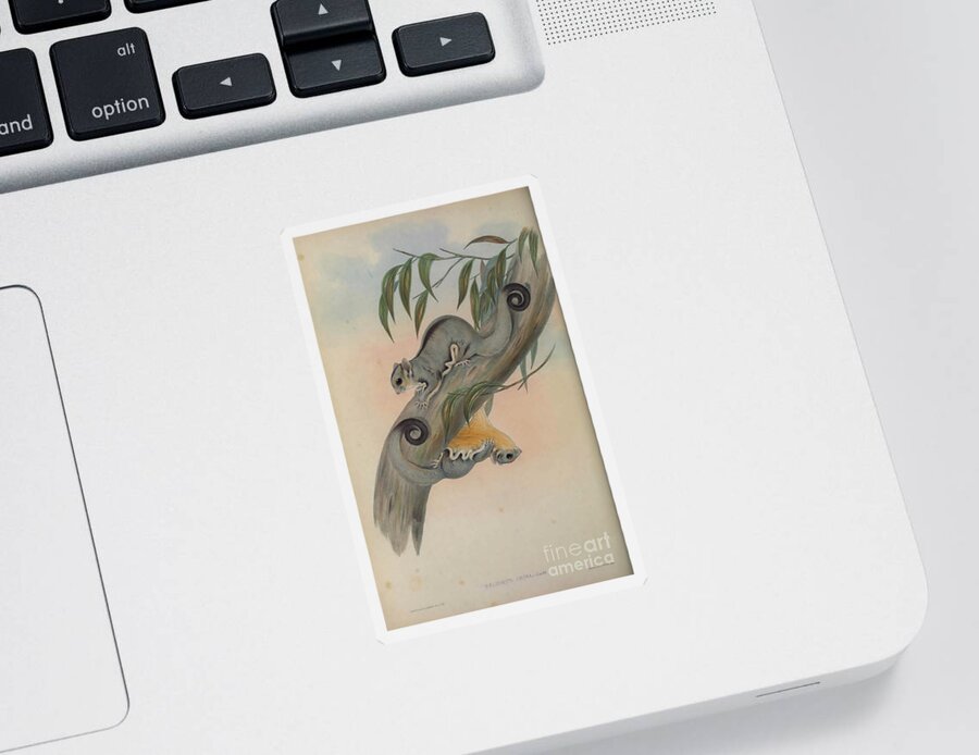 Marsupial Sticker featuring the drawing Belideus ariel c5 by Historic Illustrations