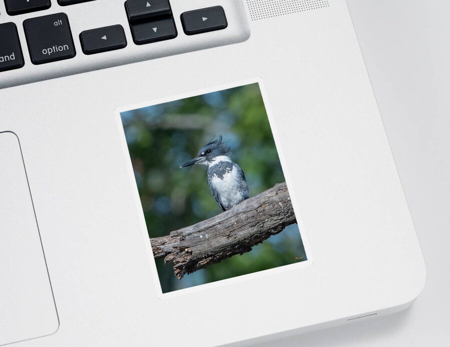 Nature Sticker featuring the photograph Belted Kingfisher DSB0380 by Gerry Gantt