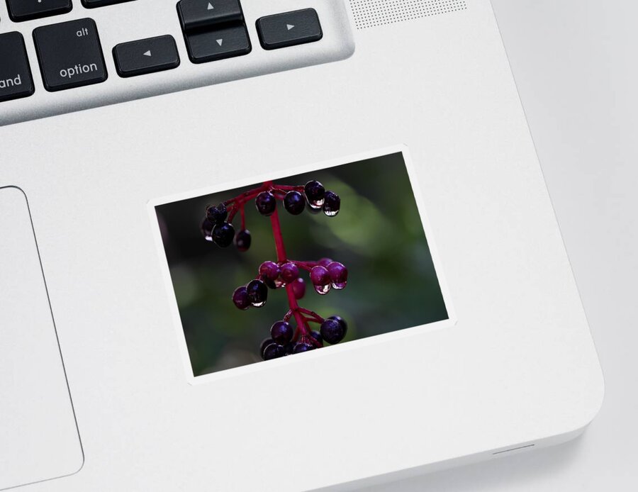 Rose Grape Sticker featuring the photograph Rose Grape 2 by Mingming Jiang