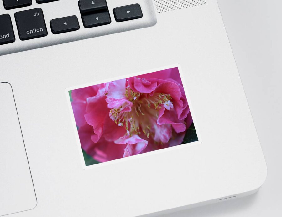 Camellia Sticker featuring the photograph Bi-Color Camellia by Mingming Jiang