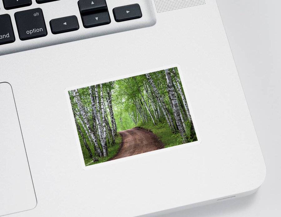 Trees Sticker featuring the photograph Birch Tree Forest Path #3 by Patti Deters