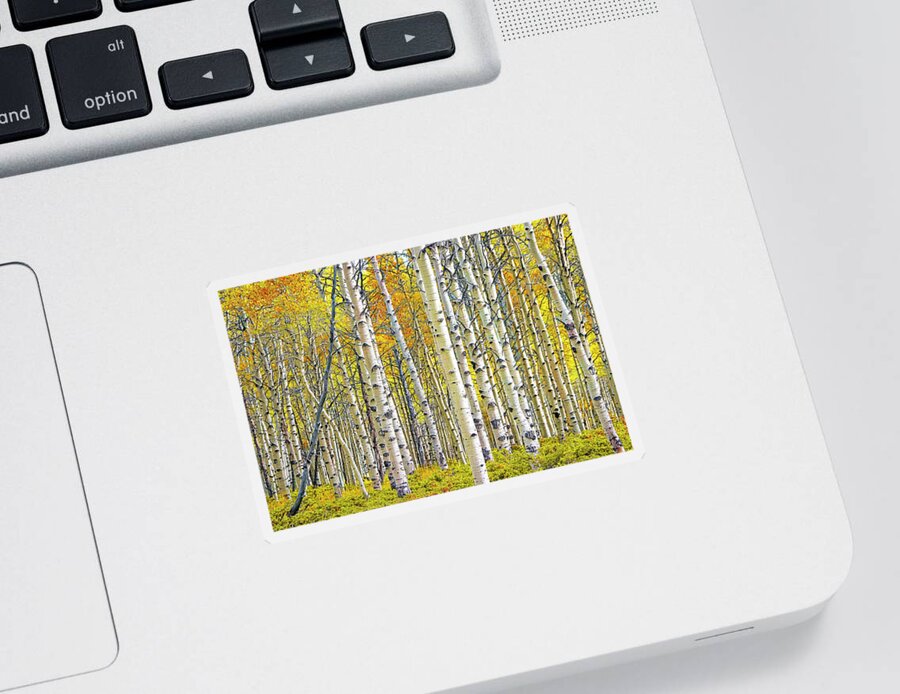 Nature Sticker featuring the photograph Birch Tree Grove in Autumn Yellow Color by Randall Nyhof