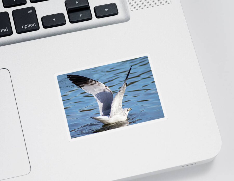 Winter Sticker featuring the photograph Bird Enjoying a Winter Lake by Auden Johnson