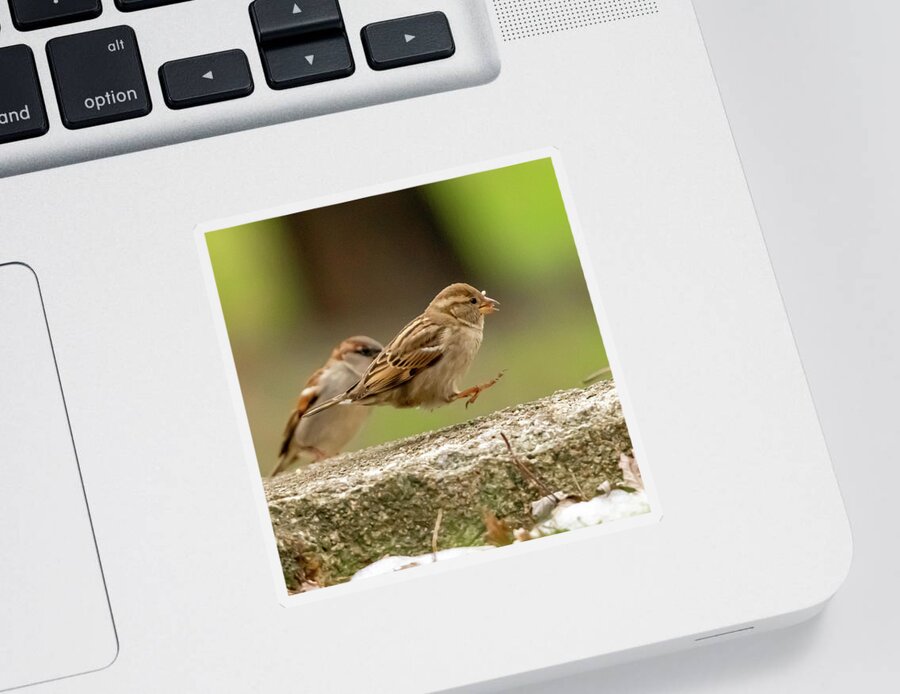 Wildlife Sticker featuring the photograph Bird Hop by William Bretton