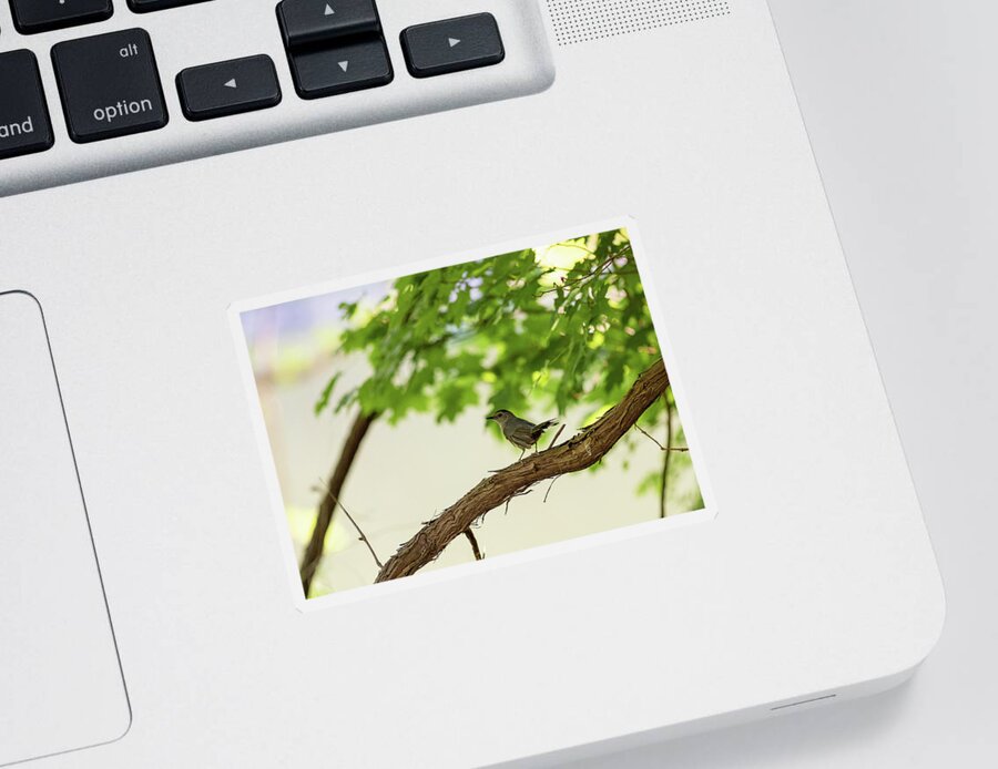 Bird Sticker featuring the photograph Bird on a Branch by Amelia Pearn