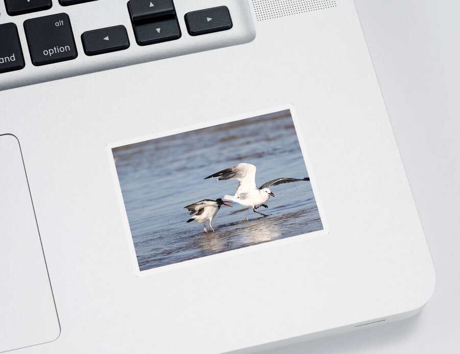 Seagulls Sticker featuring the photograph Birds' Fight by Mingming Jiang