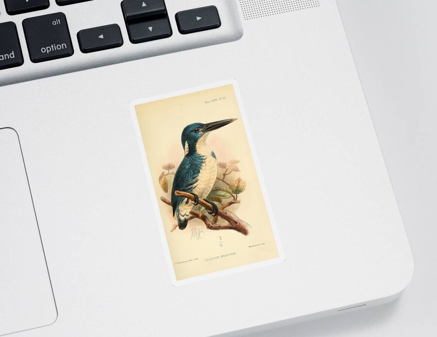 Bird Sticker featuring the mixed media Bismarck Kingfisher, alcyone websteri by World Art Collective