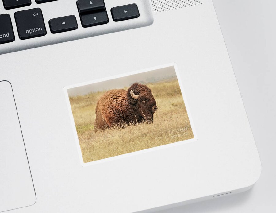 Bison Sticker featuring the photograph Bison at Rest in a Field by Nancy Gleason