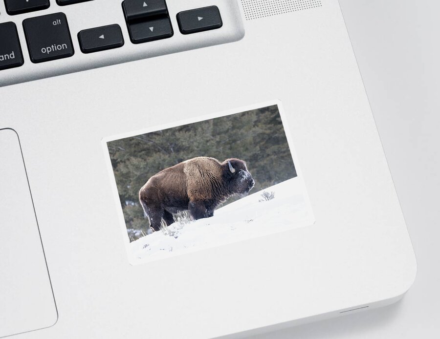 Yellowstone National Park Sticker featuring the photograph Bison Outstanding by Cheryl Strahl