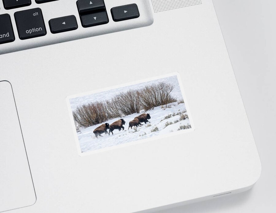 Yellowstone National Park Sticker featuring the photograph Bison Running by Cheryl Strahl