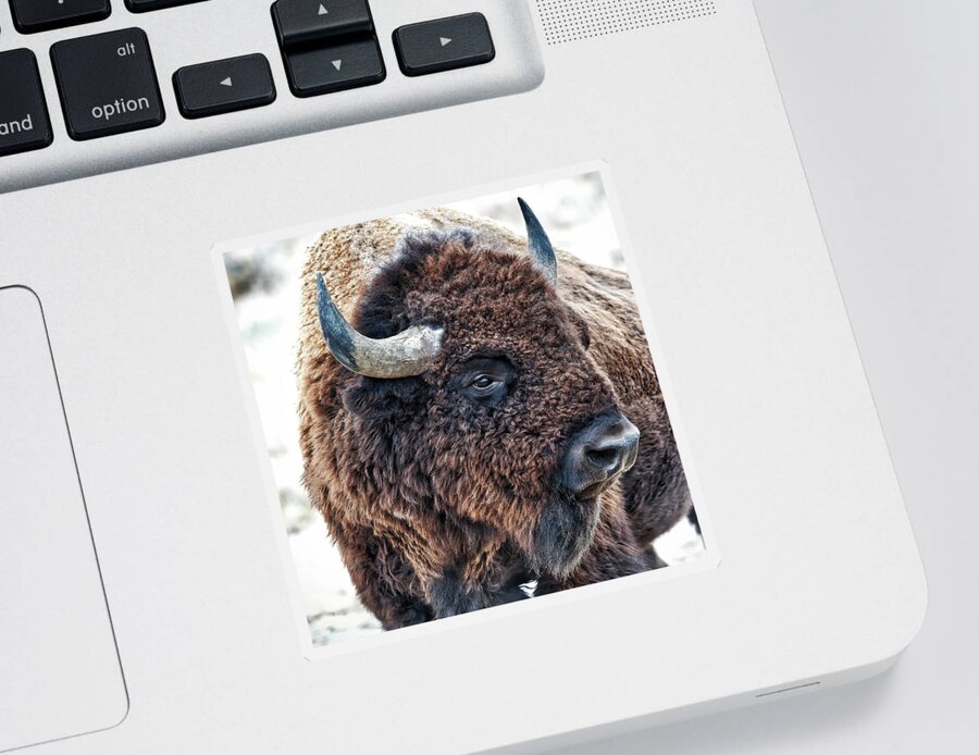 Lenaowens Sticker featuring the photograph Bison the Mighty Beast by OLena Art