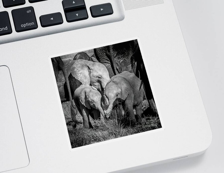 Elephants Sticker featuring the photograph Black and white image of an African elephant family in Amboseli National Park, Kenya. by Jane Rix