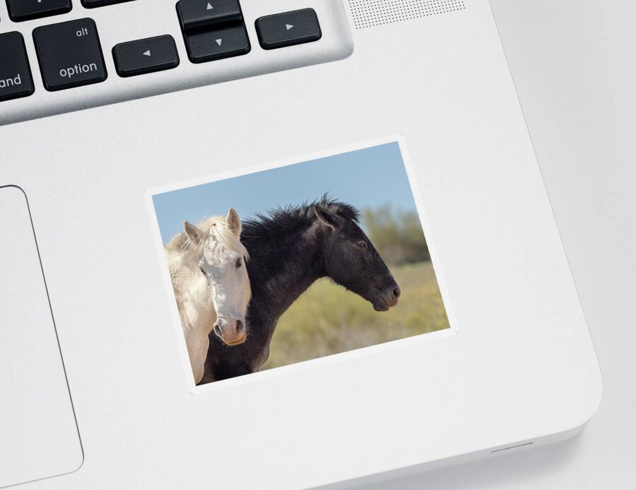 Wild Sticker featuring the photograph Black and White Wild Mustangs by Sylvia Goldkranz