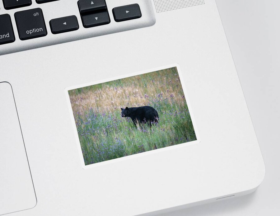 Black Bear Sticker featuring the photograph Black Bear in Field of Flowers by Mary Lee Dereske