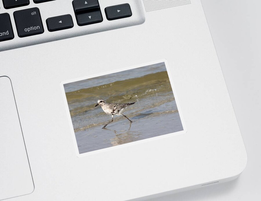 Black-bellied Plover Sticker featuring the photograph Black-bellied Plover Molting Adult by Mingming Jiang