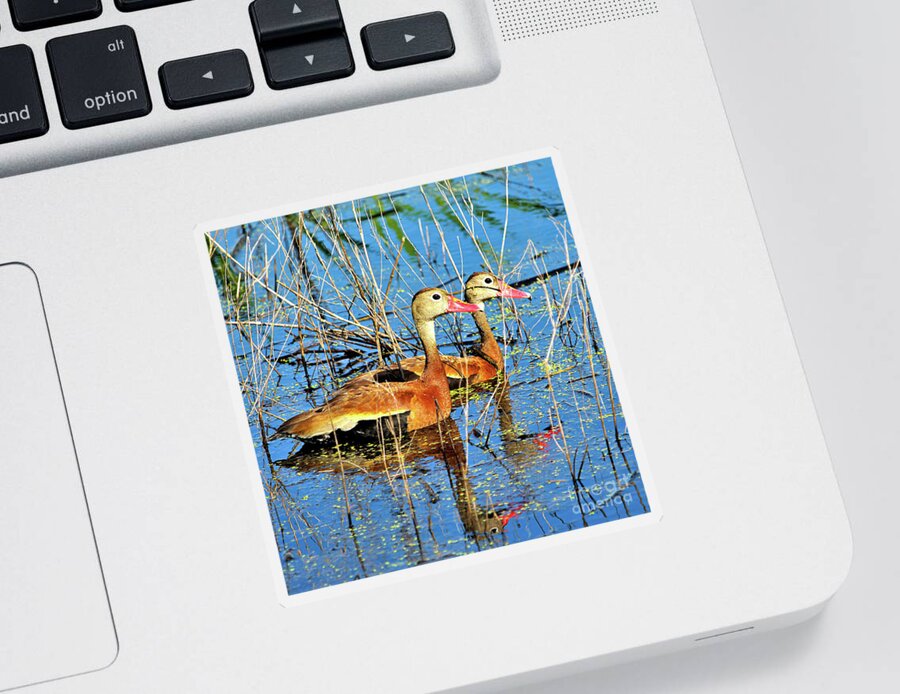  Sticker featuring the photograph Black Bellied Whistling Ducks at Myakka by Joanne Carey