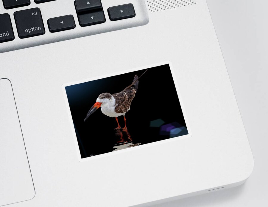 Bird Photography Sticker featuring the photograph Black Skimmer by Perla Copernik